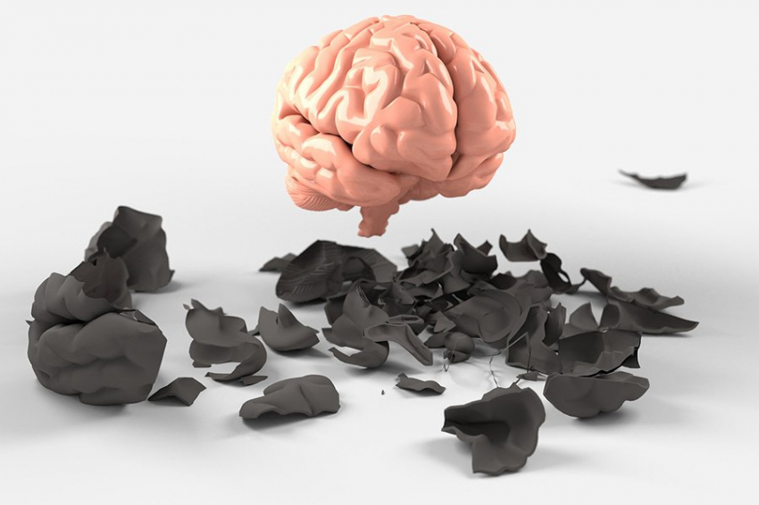 Исследование выявило универсальную схему формы мозга млекопитающих