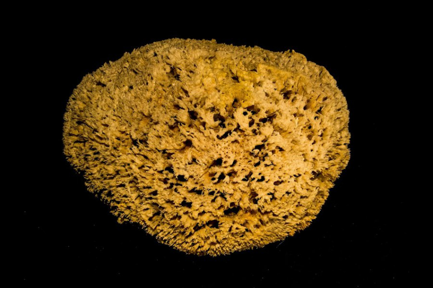 Омские учёные адаптировали тропическое растение для замены синтетических губок