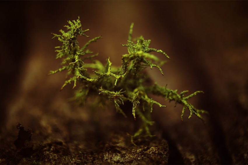 Растения и животные с большими геномами растут менее эффективно, но не вымирают